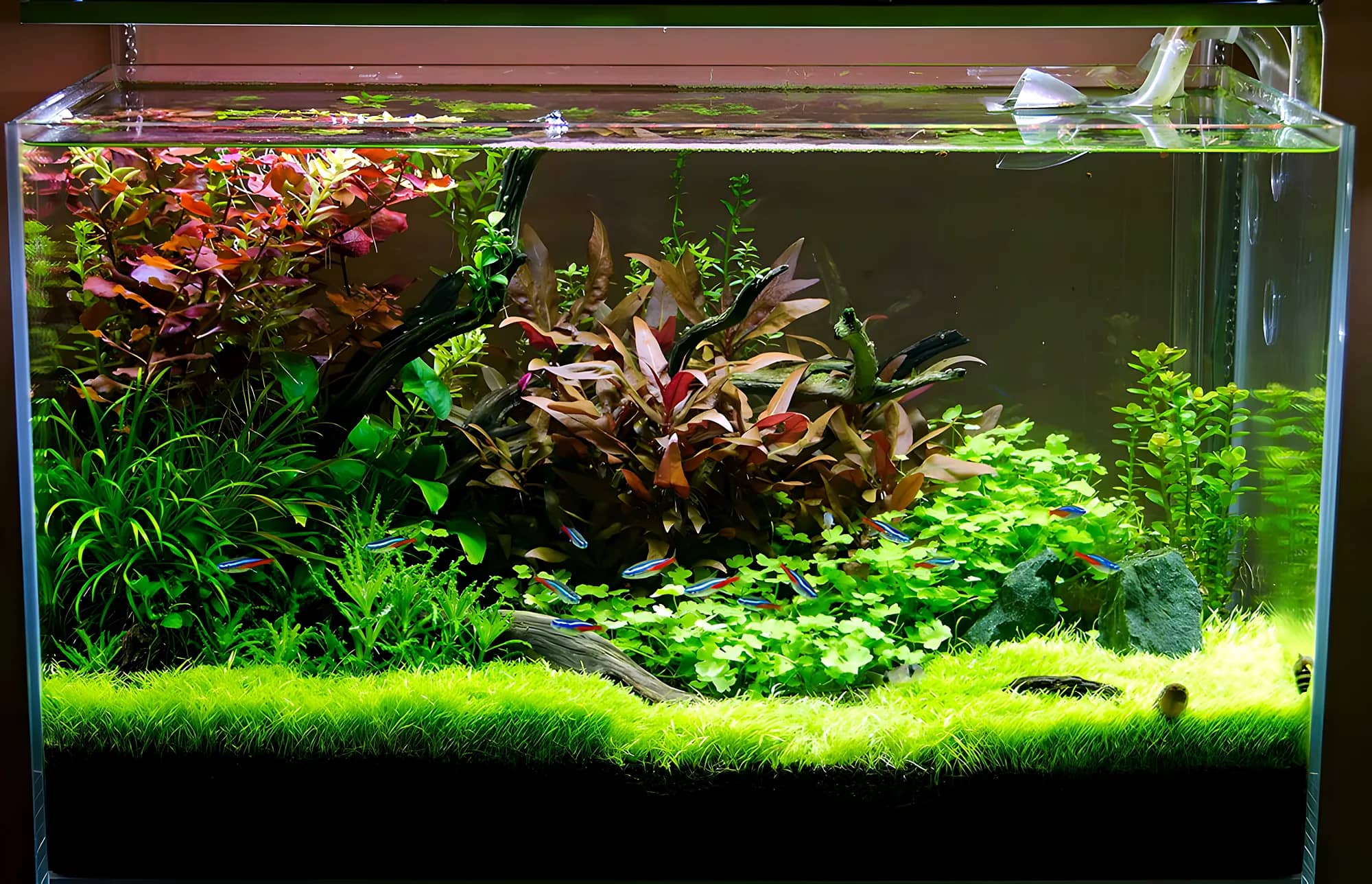 Rimless planted aquarium with red and green stem plants over a moss carpet